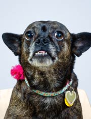Photo of Bella.